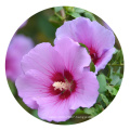 2019 New Harvest Chinese Landscaping Shrub  Hibiscus syriacus Rose Mallow seeds